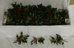 Berried Holly Tips