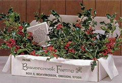 Boxed Holly and Evergreens