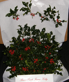 1BGT - BRING GOOD TIDINGS - Holly Tips