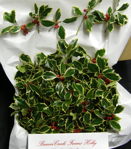 1BVT - BRINGING VERDANT TIDINGS - Holly Tips