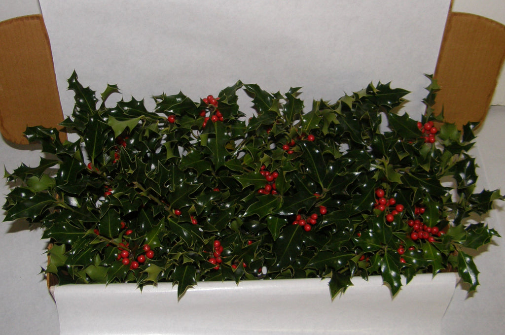 1G - GAIETY - Boxed Holly