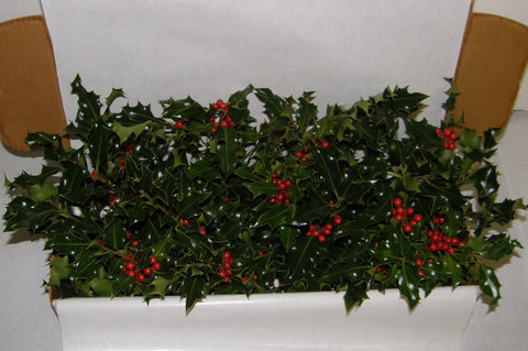 1G - GAIETY - Boxed Holly