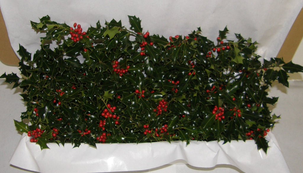 3G - GREETINGS - Boxed Holly