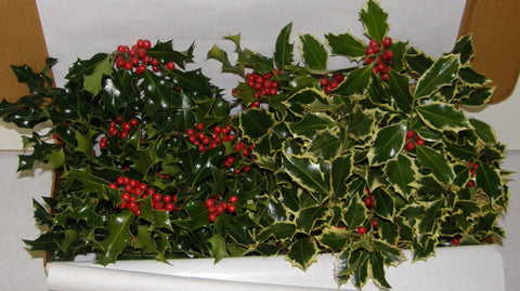 1X - MANOR - Boxed Holly