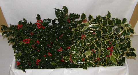 3X - MAGNIFICENT - Boxed Holly