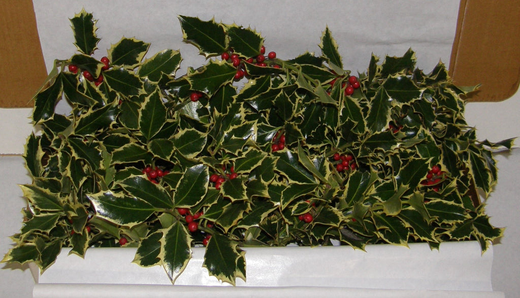 1V - VEGA - Boxed Holly