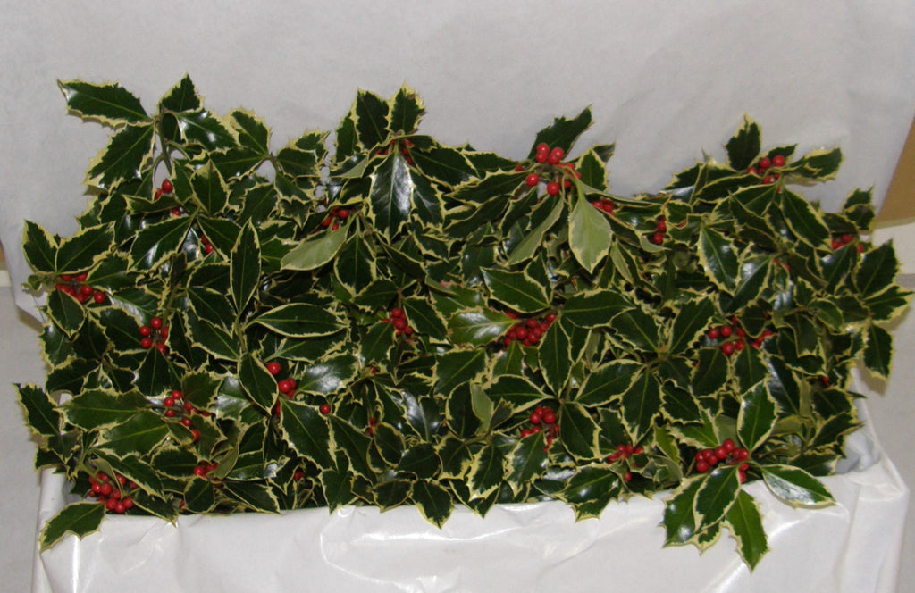 3V - VENUS - Boxed Holly