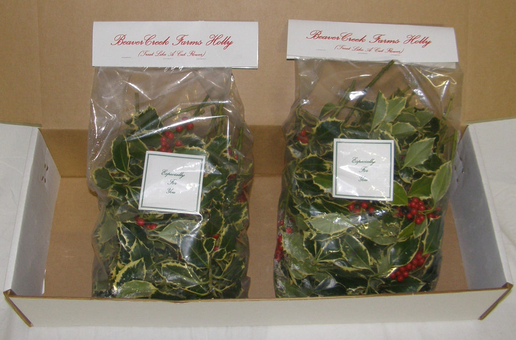 2HV - HARMONIZE - Variegated Totes